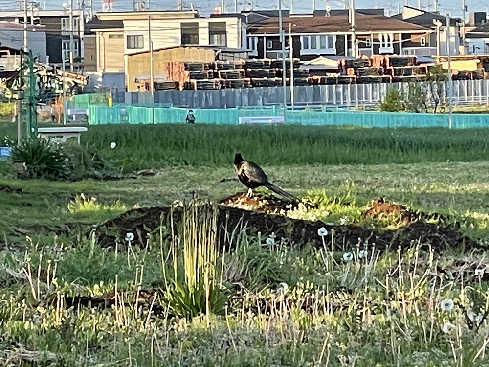 朝の散歩中、キジに遭遇