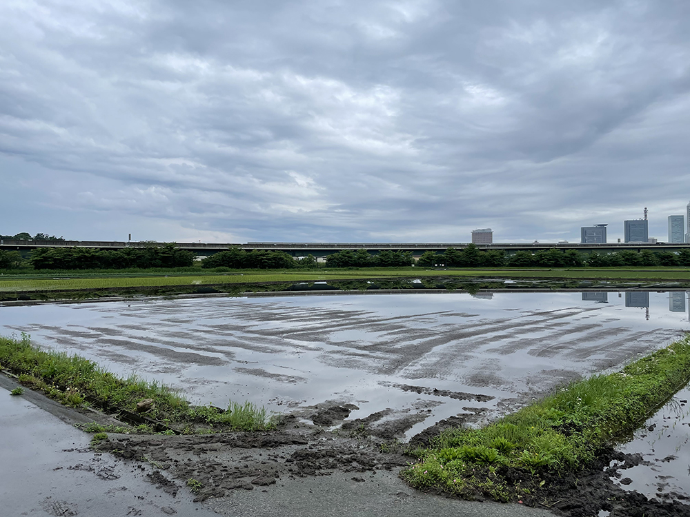 田植え初挑戦