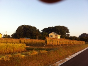 近所の好きな風景