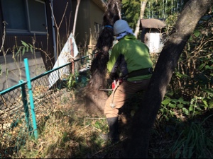 伐採のお手伝い